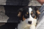 Australische herdershond (teef) 44275