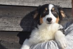 Australische herdershond (teef) 44275