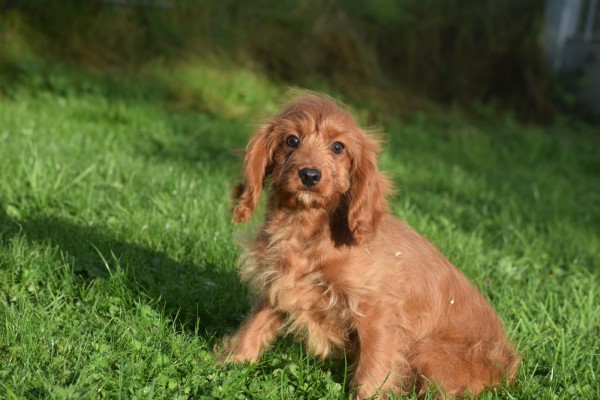 Cavapoo (teef) 68398