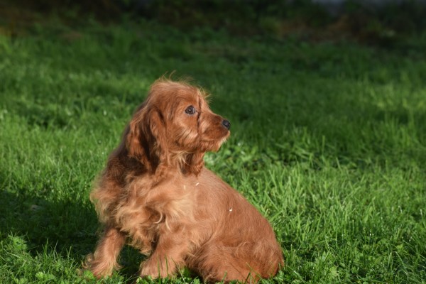 Cavapoo (teef) 68398