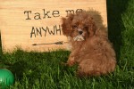 Cavapoo (teef) 44835