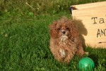 Cavapoo (teef) 44835
