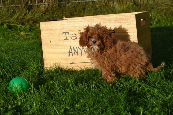 Cavapoo (teef) 44835