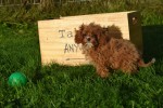 Cavapoo (teef) 44835