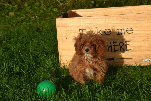 Cavapoo (teef) 44835