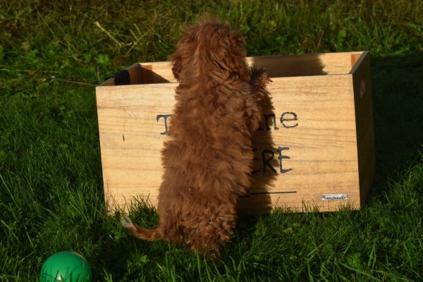 Cavapoo (teef) 44835