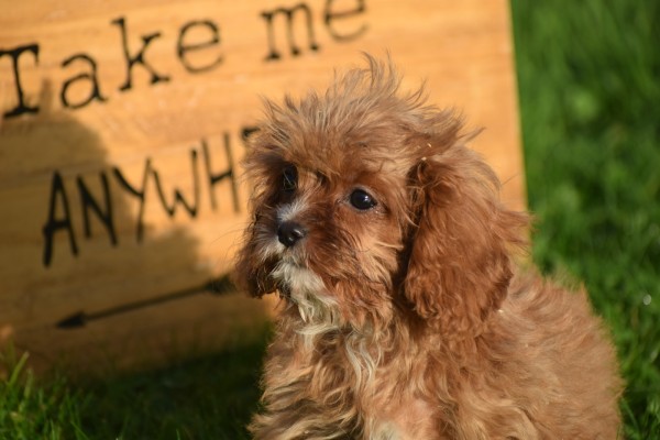 Cavapoo (teef) 44835