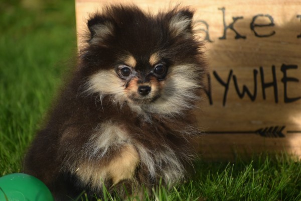 Keeshond (reu) 44513