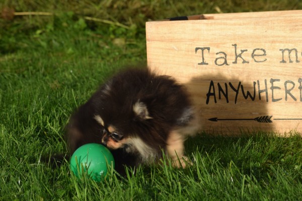 Keeshond (reu) 44513