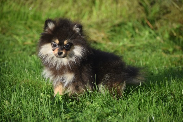 Keeshond (reu) 44513