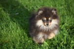 Keeshond (reu) 44513