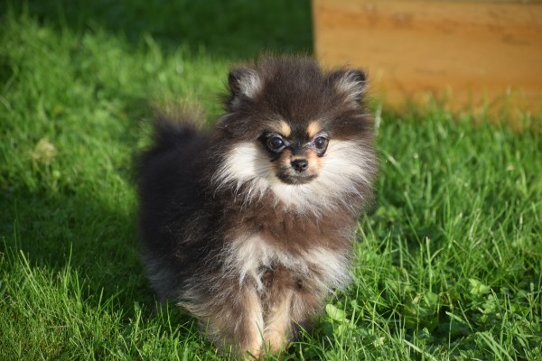 Keeshond (reu) 44513