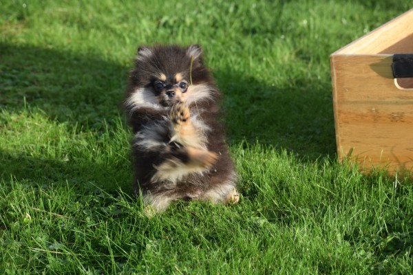 Keeshond (reu) 44513