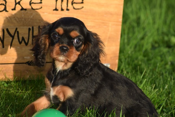Cavalier King Charles Spaniel (reu) 67500