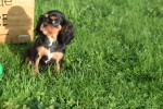 Cavalier King Charles Spaniel (reu) 67500