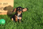 Cavalier King Charles Spaniel (reu) 67500