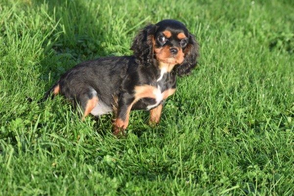 Cavalier King Charles Spaniel (reu) 67500