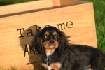 Cavalier King Charles Spaniel (reu) 67500