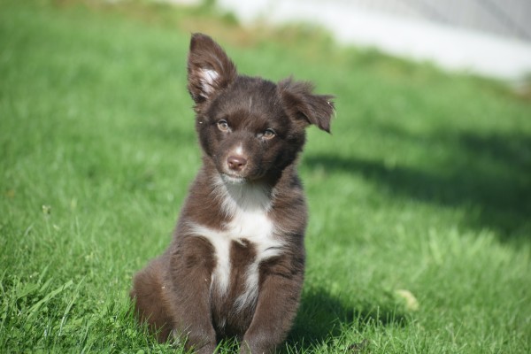 Border Collie (teef) 65914
