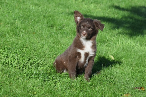 Border Collie (teef) 65914