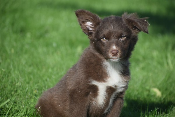 Border Collie (teef) 65914