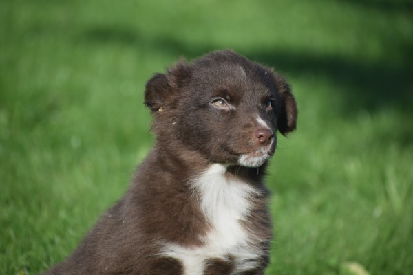 Border Collie (teef) 65914