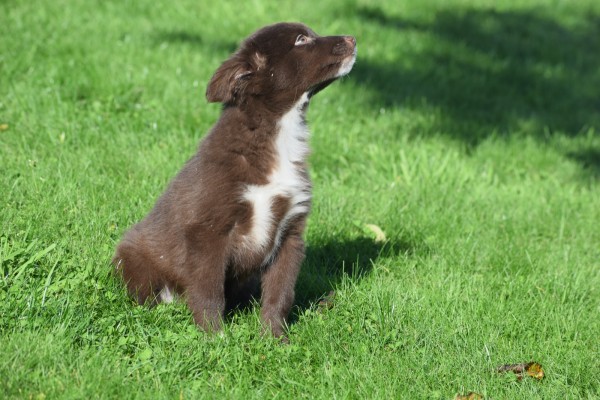 Border Collie (teef) 65914