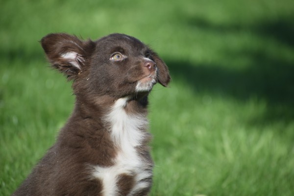 Border Collie (teef) 65914