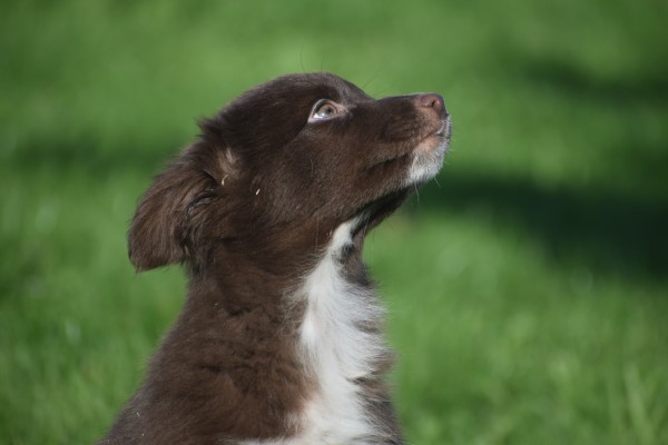 Border Collie (teef) 65914