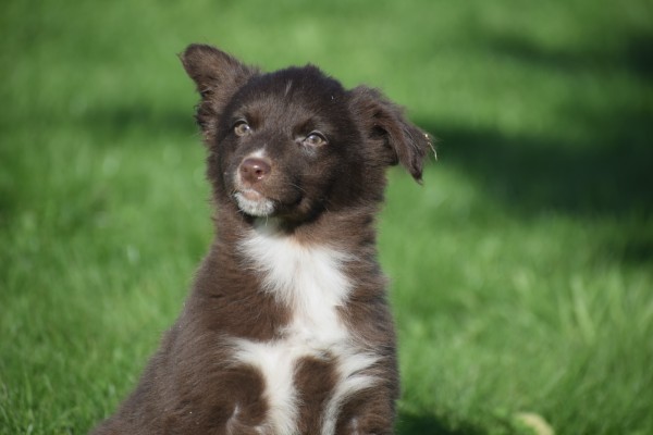 Border Collie (teef) 65914