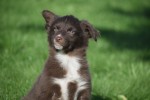 Border Collie (teef) 65914