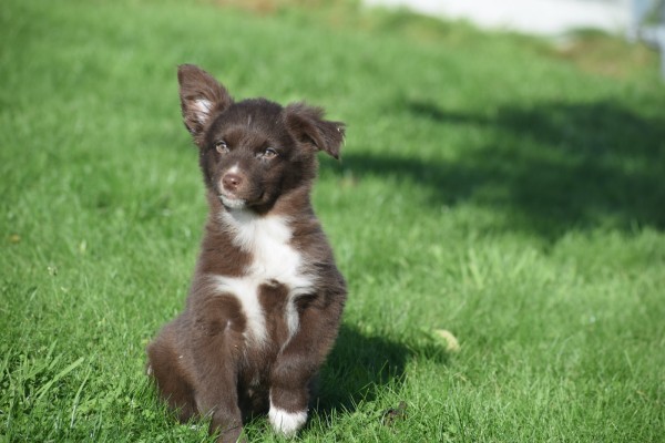 Border Collie (teef) 65914