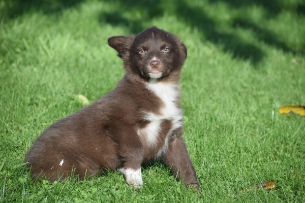Border Collie (teef) 65914