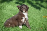 Border Collie (teef) 65914