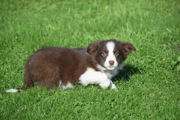 Border Collie (reu) 68538