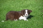 Border Collie (reu) 68538