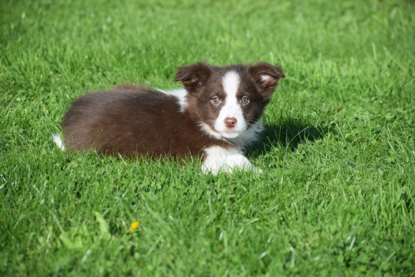 Border Collie (reu) 68538