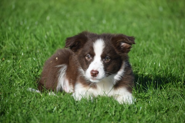 Border Collie (reu) 68538