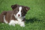 Border Collie (reu) 68538