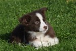 Border Collie (reu) 68538