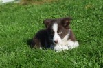 Border Collie (reu) 68538