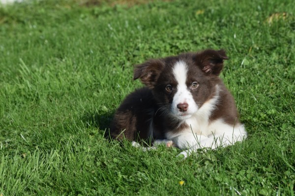 Border Collie (reu) 68538