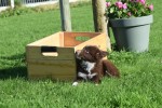 Border Collie (reu) 67830