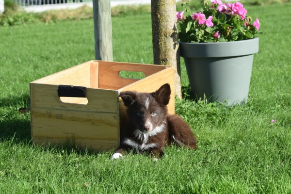 Border Collie (reu) 67830