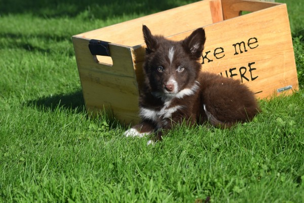 Border Collie (reu) 67830