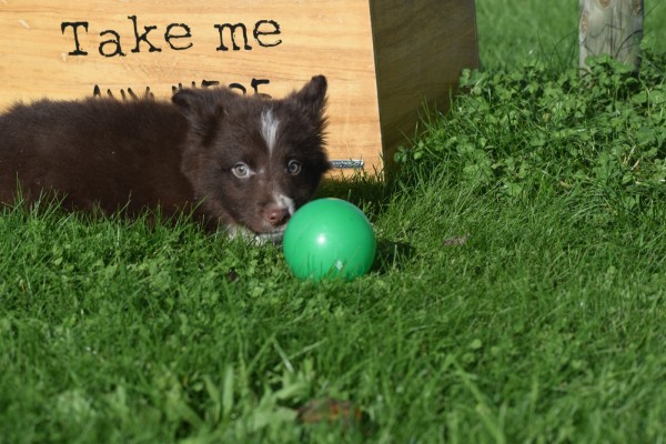 Border Collie (reu) 67830