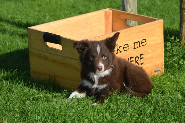 Border Collie (reu) 67830
