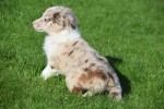 Border Collie (teef) 48699