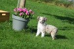 Border Collie (teef) 48699