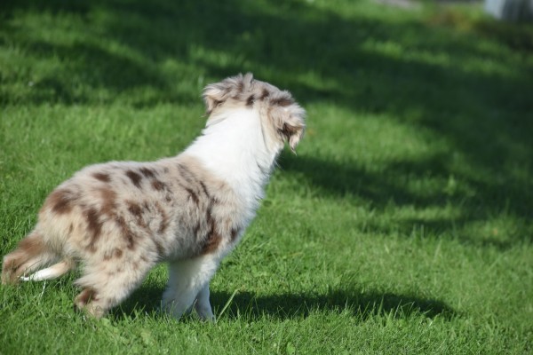 Border Collie (teef) 48699